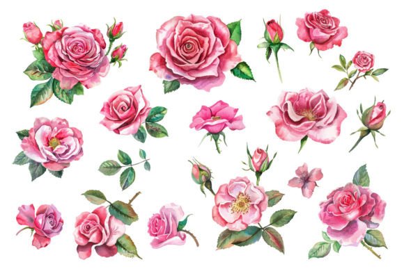 Download Romantic Watercolor Roses Flowers - Flowers Collection