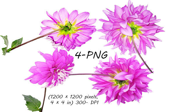 Download Dahlia Flowers Clipart 4 PNG - Flowers Collection